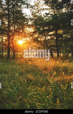 Défrichement dans une forêt de pins avec des gouttes de rosée sur le herbe avec un coucher de soleil de soirée Banque D'Images