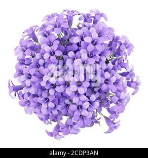 vue de dessus des fleurs violettes en pot isolé sur blanc arrière-plan Banque D'Images