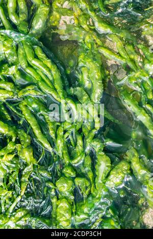 Enteromorpha intestinalis ou herbe Kelp algues comestibles Banque D'Images