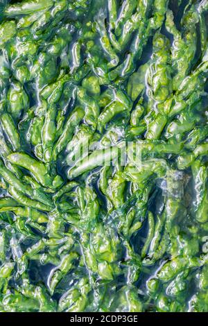 Enteromorpha intestinalis ou herbe Kelp algues comestibles Banque D'Images