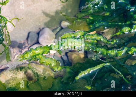 Enteromorpha intestinalis ou herbe Kelp algues comestibles Banque D'Images