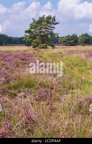 Arbre entre la bruyère pourpre de floraison dans le parc naturel Veluwe, municipalité d'Ede, Gelderland aux pays-Bas Banque D'Images