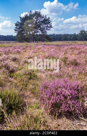 Arbre entre la bruyère pourpre de floraison dans le parc naturel Veluwe, municipalité d'Ede, Gelderland aux pays-Bas Banque D'Images