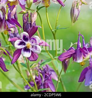 columbine en fleurs dans le jardin Banque D'Images