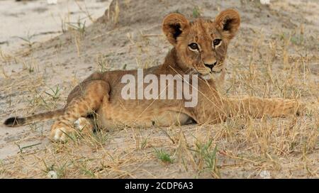 Adorable Cub de Lion reposant sur les plaines africaines. Ce cub était l'un des Lions de Cecil au printemps, vu dans le parc national de Hwange avant sa mort. Banque D'Images