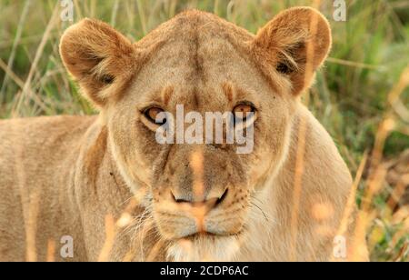 Gros plan sur le feu d'un lion adulte partiellement caché par l'herbe, regardant attentivement la caméra - avec des yeux orange vif. Banque D'Images