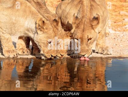 Trois Lions avec tête vers le bas de boire d'un trou d'eau avec une bonne réflexion dans la réserve d'Ongava, Namibie Banque D'Images