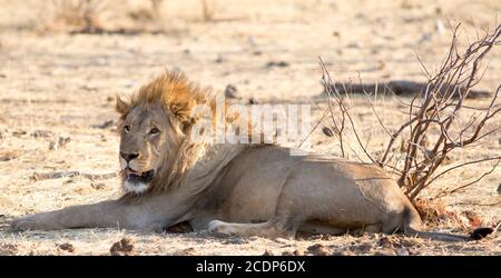 Lion mâle ancien posé sur la savane sèche et poussiéreuse Dans le parc national de Hwange Banque D'Images