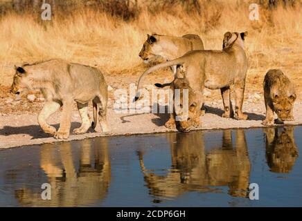 Grande fierté des Lions et des petits buvant dans un trou d'eau avec une belle lumière dorée et reflet dans le trou d'eau bleu, Etosha, Namibie Banque D'Images