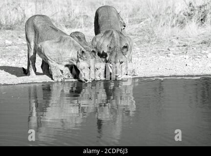 Deux Lionesses adultes buvant dans un trou d'eau de la réserve d'Ongava, Etosha (Namibie) - en noir et blanc Banque D'Images