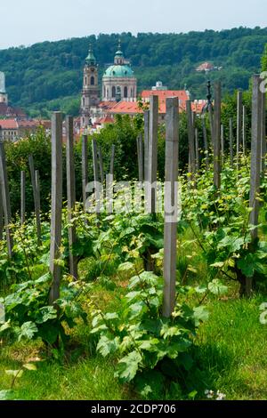 Vignoble de Saint Venceslas, Château de Prague, Prazsky hrad, Prague, République tchèque, Europe Banque D'Images