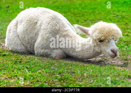 Alpaca péruvienne mignon taillé sur la ferme Alpaca dans le sud de l'Estonie. Banque D'Images