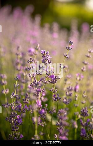 Détails des champs de lavande fleuris. Arbustes de lavande en gros plan au coucher du soleil. Le coucher du soleil scintillant sur des fleurs violettes de lavande. Banque D'Images
