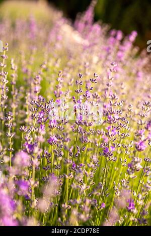 Détails des champs de lavande fleuris. Arbustes de lavande en gros plan au coucher du soleil. Le coucher du soleil scintillant sur des fleurs violettes de lavande. Banque D'Images