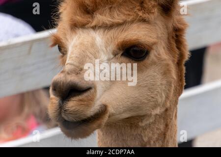 Alpaca péruvienne mignon taillé sur la ferme Alpaca dans le sud de l'Estonie. Banque D'Images