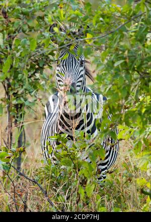 Un zèbre solitaire essaie de se cacher derrière un buisson, mais il est imparfait. Parc national de Hwange, zimbabwe, afrique australe Banque D'Images