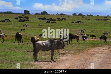 Se démarquer de la foule - un plus sauvage dans le premier plan avec beaucoup plus dans la distance sur les plaines De la Mara Masai avec un beau ciel bleu Banque D'Images