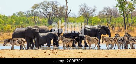 Vue panoramique d'un trou d'eau dans le parc national de Hwange avec grand troupeau d'éléphants et de zèbres avec un joli bushveld Toile de fond et ciel bleu clair - Hé Banque D'Images