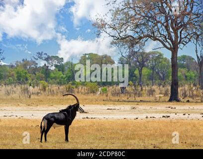 Antelope mâle de sable debout sur les plaines africaines ouvertes avec des arbres luxuriants et un ciel bleu nuageux dans le parc national de Hwange, Zimbabwe Banque D'Images