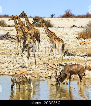Tour de Giraffe à un trou d'eau, avec zébra, Kudu et impala au premier plan, et une savane rocheuse sèche et un ciel bleu au loin. Etosha National Banque D'Images