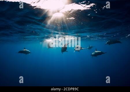 Famille de dauphins spinner dans l'océan tropical avec la lumière du soleil. Dauphins nageant sous l'eau Banque D'Images