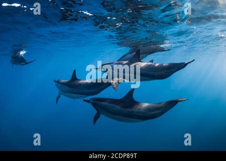 Famille de dauphins spinner dans l'océan tropical avec la lumière du soleil. Dauphins nageant sous l'eau Banque D'Images