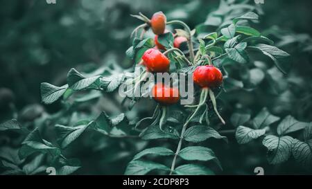 Les fruits mûrs de la hanche rouge poussent sur des tiges vertes et des feuilles vertes, sur lesquelles des gouttes de pluie passée. Banque D'Images
