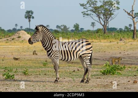 Lone Zebra debout sur les plaines africaines dans le parc national de Hwange, Zimbabwe Banque D'Images