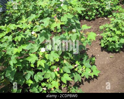 Champ de coton vert en Inde avec des fleurs, gros plan d'un prêt pour la récolte dans un champ de coton. Bourgeons. Délicate fleur de coton blanc. Goss Banque D'Images