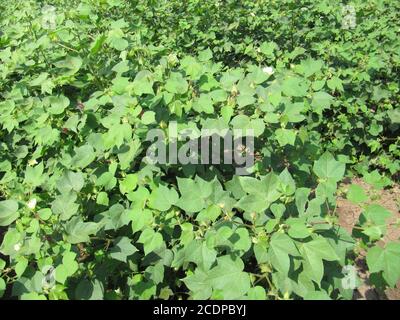 Champ de coton vert en Inde avec des fleurs, gros plan d'un prêt pour la récolte dans un champ de coton. Bourgeons. Délicate fleur de coton blanc. Goss Banque D'Images