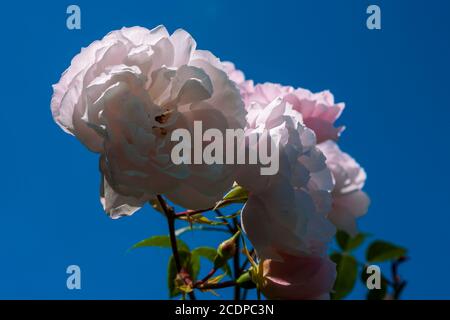 Fleurs de la Rose d'escalade anglaise 'le généreux Gardener' (Rosa 'Ausdent') dans un jardin privé: Alverstoke, Gosport, Hampshire, Angleterre. ROYAUME-UNI Banque D'Images