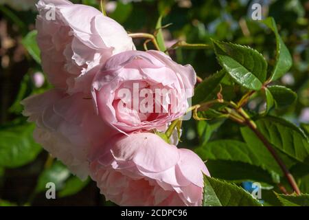 Fleurs de la Rose d'escalade anglaise 'le généreux Gardener' (Rosa 'Ausdent') dans un jardin privé: Alverstoke, Gosport, Hampshire, Angleterre. ROYAUME-UNI Banque D'Images