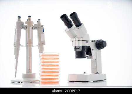 microscope, boîtes de petri et support de pipette par laboratoire microbiologique. La réponse immunitaire de l’organisme de recherche aux aliments pour aider à fournir des conseils sur ce que t Banque D'Images