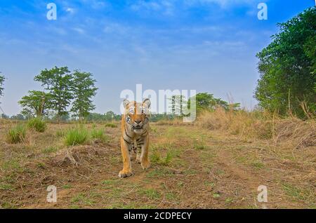 Approche du tigre en gros plan Banque D'Images