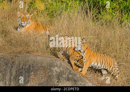 Maman tigre donnant sur les petits en jeu Banque D'Images