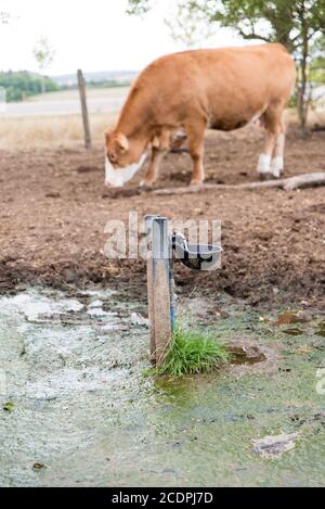 bac de boisson automatique dans la boue profonde sur le pâturage de la vache Banque D'Images