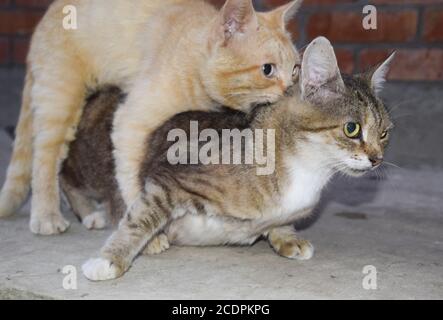 Les chats domestiques Banque D'Images