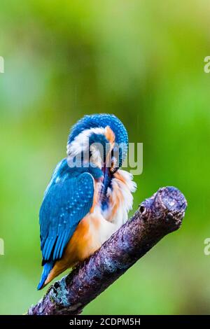 Une femme kingfisher chassant sur une piscine de jardin à mi-chemin Pays de Galles Banque D'Images