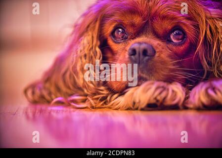 Chien cavalier King Charles couché sur le sol Banque D'Images