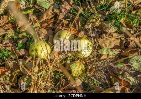 Les pommes jaunes se trouvent sur les feuilles d'automne Banque D'Images