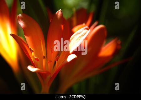Clivia miniata Banque D'Images