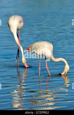 Des flamants roses (Phoenicopterus ruber) debout dans l'eau avec de grandes réflexions, dans la Camargue est une région naturelle située au sud d'Arles, France Banque D'Images