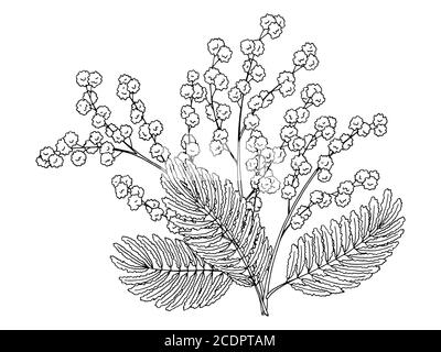 Mimosa fleur graphique noir blanc isolé bouquet esquisse illustration vecteur Illustration de Vecteur