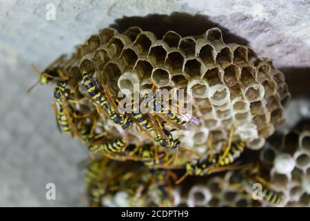 Nid de guêpes guêpes assis sur elle. Polist guêpes. Le nid d'une famille de guêpes qui est pris un close-up Banque D'Images