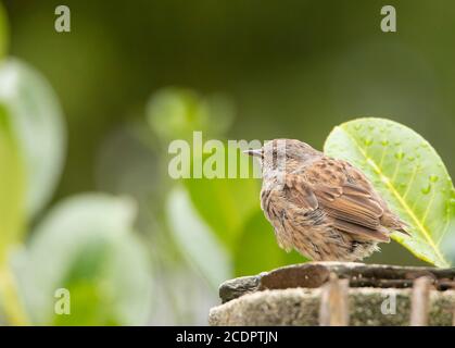 Dunnock, Prunella modularis, perchée au soleil dans un jardin britannique Banque D'Images