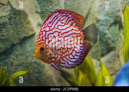 Vue rapprochée du magnifique damier carte rouge poisson de l'aquarium de discus. Concept de passe-temps. Banque D'Images