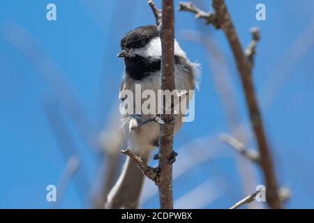 Chickadee à capuchon noir (Poecile atycapillus) perchée dans un arbre au début du printemps. Banque D'Images