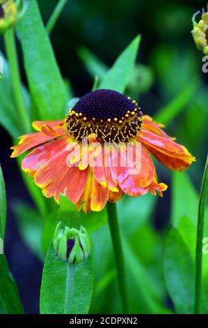 Helenium jaune/orange 'Waltraut' (Sneezeweeds) fleurs cultivées à la frontière de RHS Garden Harlow Carr, Harrogate, Yorkshire, Angleterre, Royaume-Uni. Banque D'Images