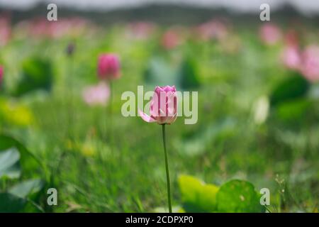 Rupganj, Narayanganj, Bangladesh. 26 août 2020. Les fleurs de Lotus sont en pleine fleur dans un lac, à Rupganj, Narayanganj, Bangladesh, 26 août 2020. Credit: Suvra Kanti Das/ZUMA Wire/Alay Live News Banque D'Images