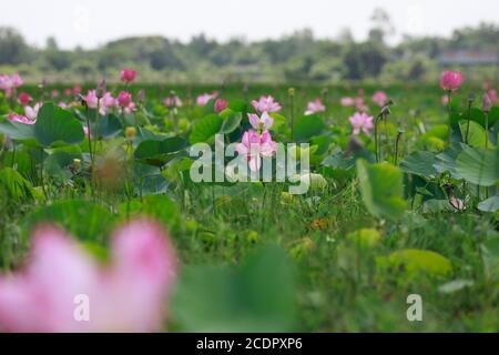Rupganj, Narayanganj, Bangladesh. 26 août 2020. Les fleurs de Lotus sont en pleine fleur dans un lac, à Rupganj, Narayanganj, Bangladesh, 26 août 2020. Credit: Suvra Kanti Das/ZUMA Wire/Alay Live News Banque D'Images
